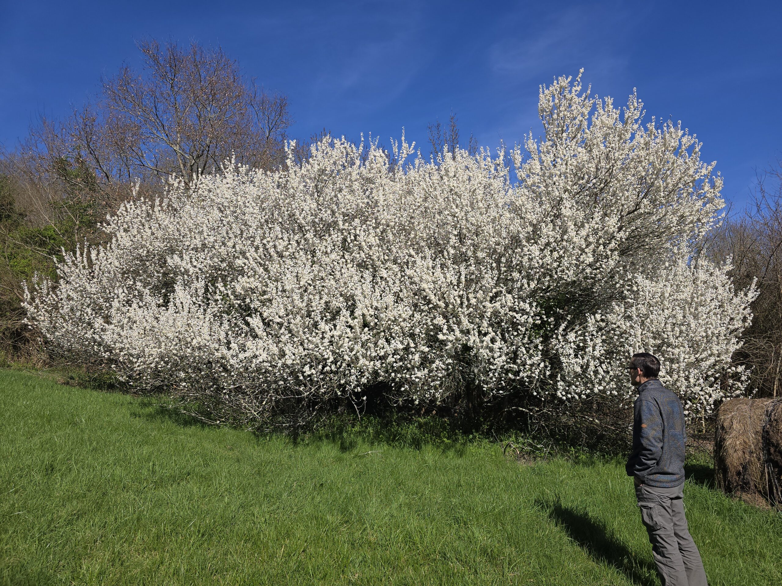 Man staring at a blooming tree