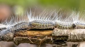 Meet the Processionary Caterpillar