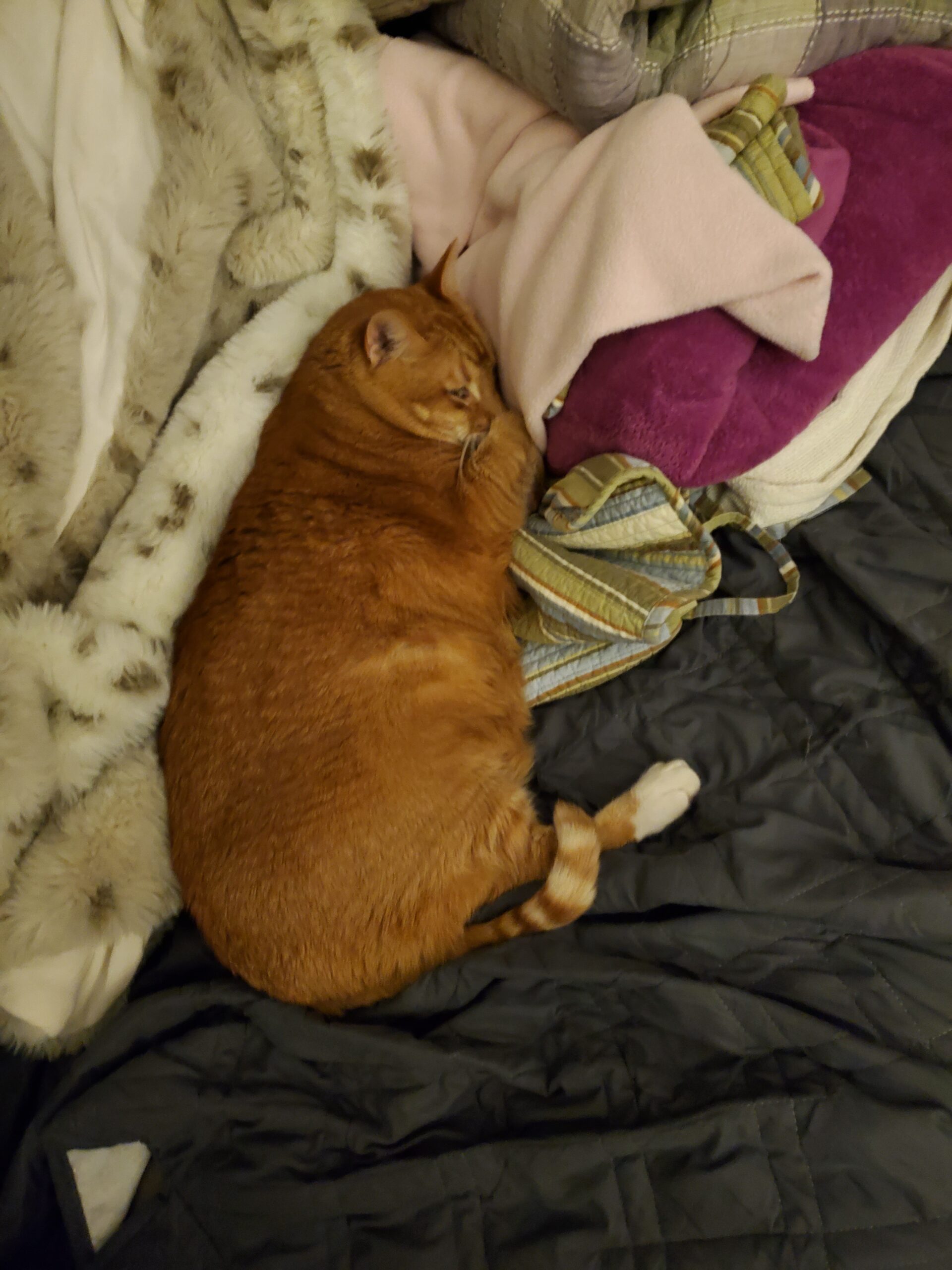 Orange cat napping