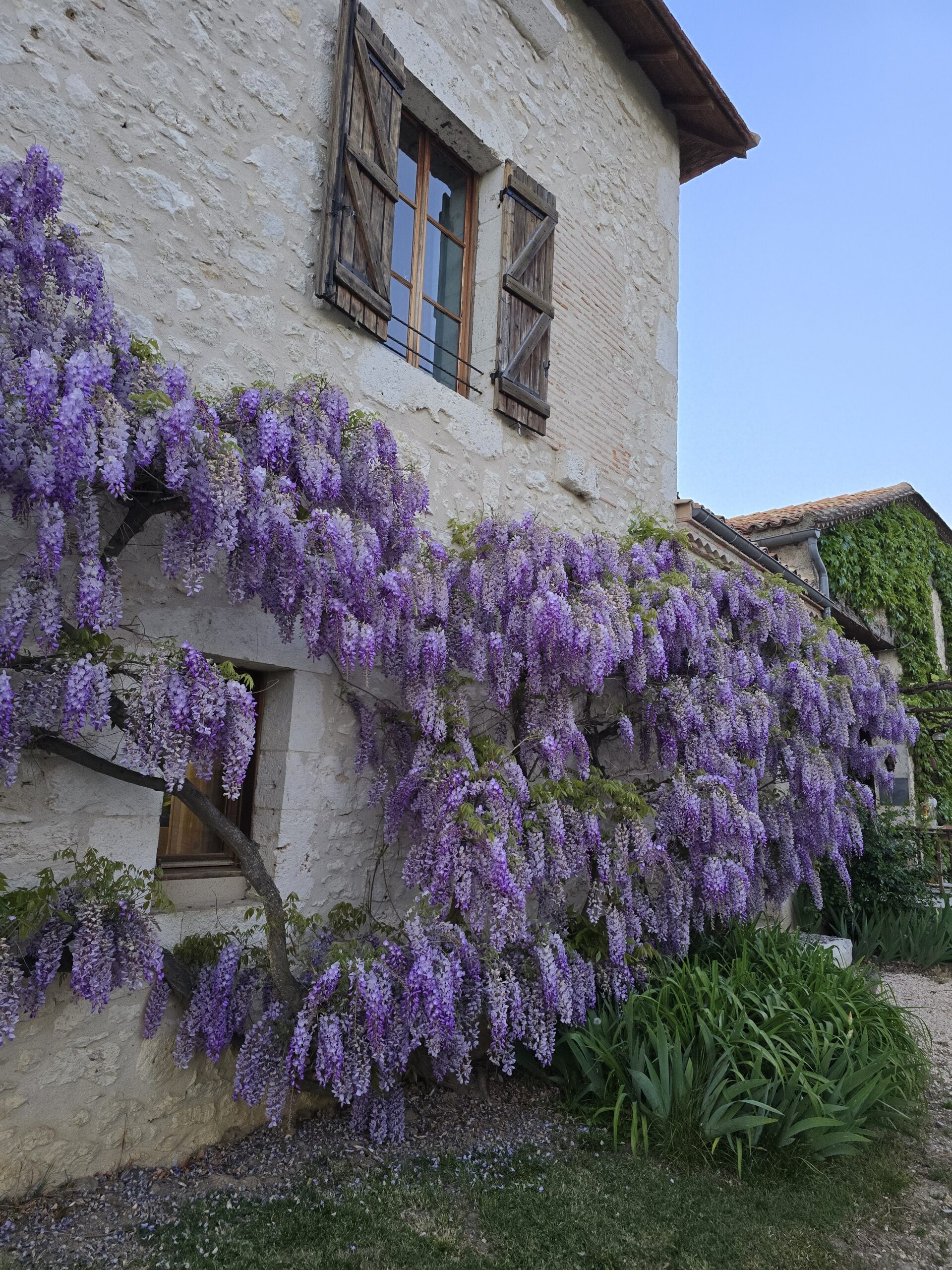 How covered in wisteria
